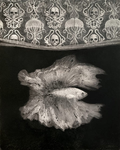 Betta by Corran Brownlee
