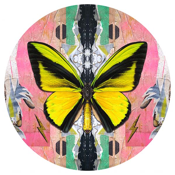 Birdwing_on_Calvin_81cmcirc-1250