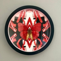 evi-antonio-red-butterfly