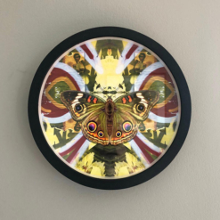 evi-antonio-yellow-butterfly