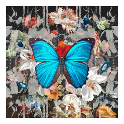 Dutch Urban Morpho (square)